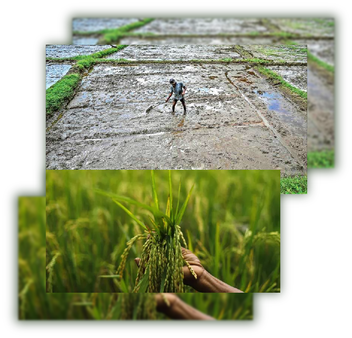 image of paddy fields
